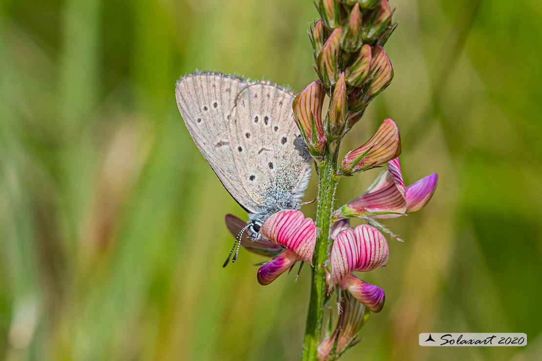 Maculinea rebeli - Mountain Alcon blue (female)