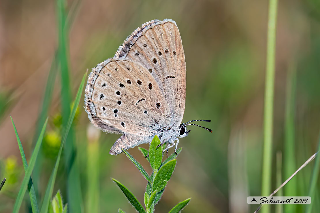 Maculinea teleius - Azzurro della Sanguisorba - Scarce large blue (female)