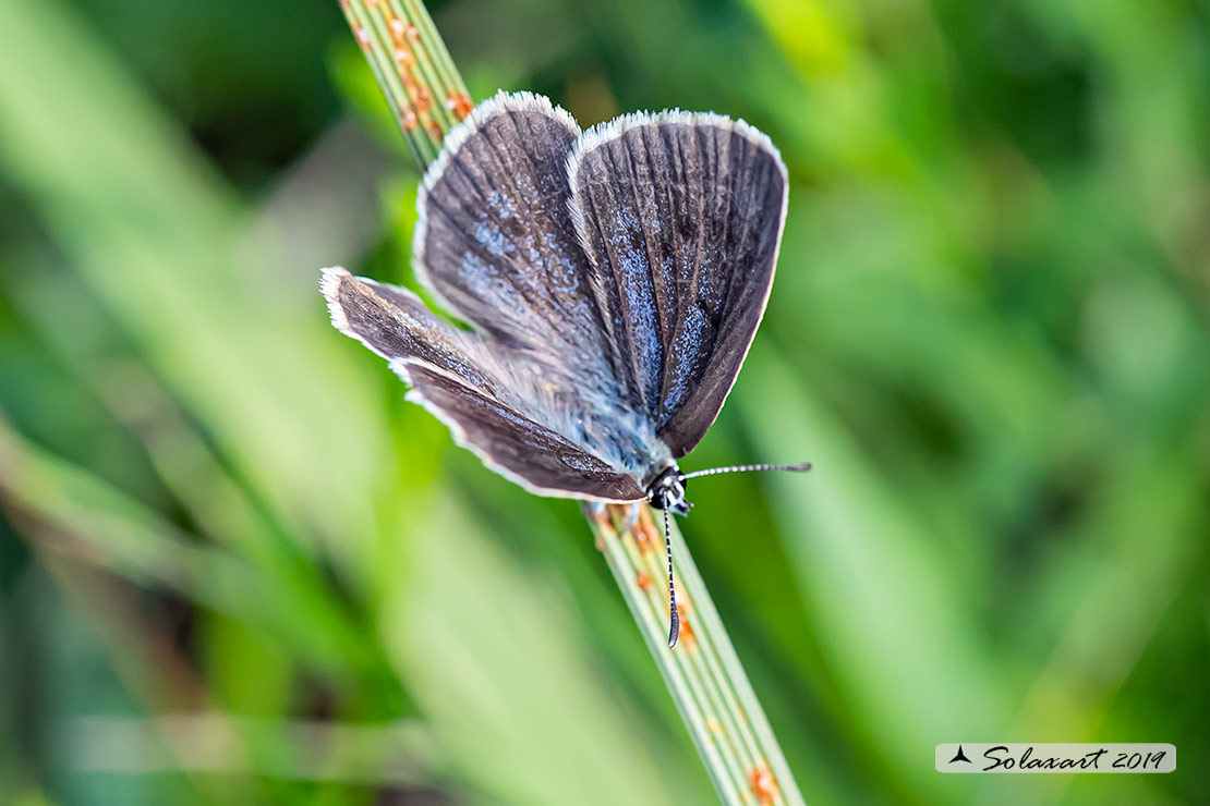 Maculinea teleius - Azzurro della Sanguisorba - Scarce large blue (female)