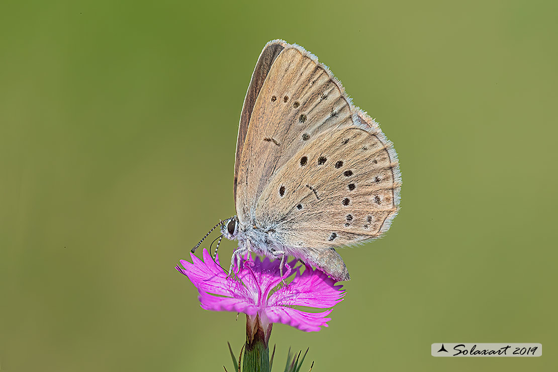 Maculinea teleius - Azzurro della Sanguisorba - Scarce large blue (female)