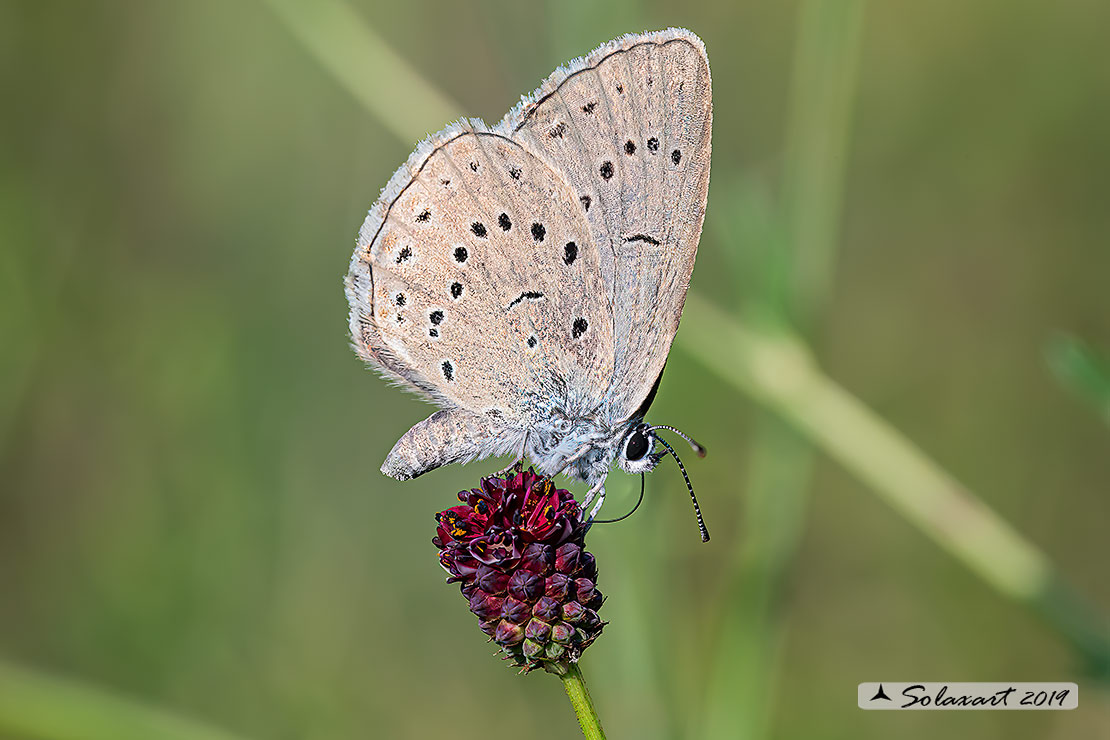 Maculinea teleius - Azzurro della Sanguisorba - Scarce large blue (female)