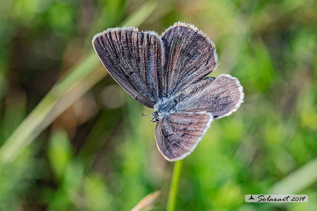 Maculinea teleius - Azzurro della Sanguisorba - Scarce large blue (female)