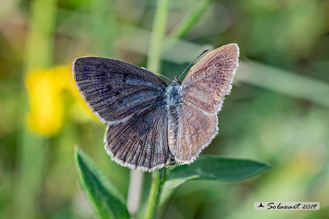 Maculinea teleius - Azzurro della Sanguisorba - Scarce large blue (female)