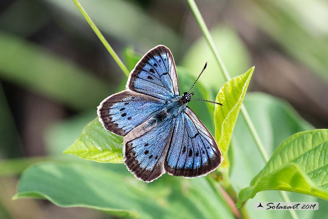 Maculinea teleius - Azzurro della Sanguisorba - Scarce large blue (male)