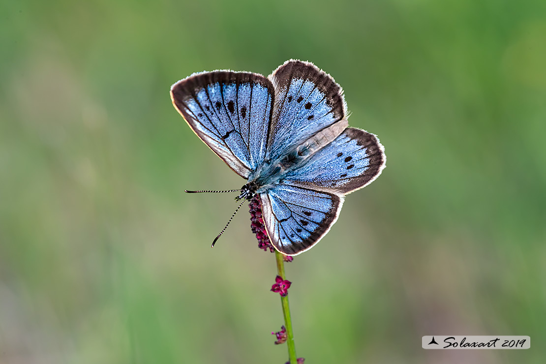 Maculinea teleius - Azzurro della Sanguisorba - Scarce large blue (male)