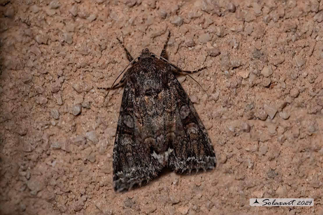 Mamestra brassicae : Cabbage moth 