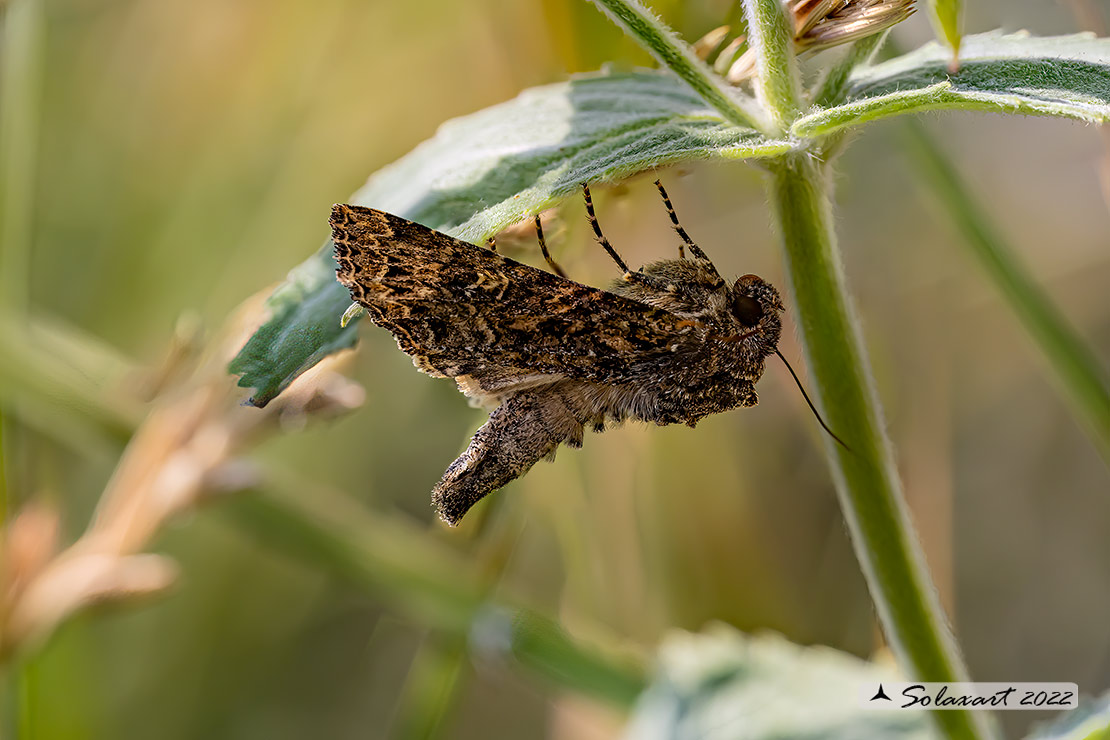 Mamestra brassicae : Cabbage moth 