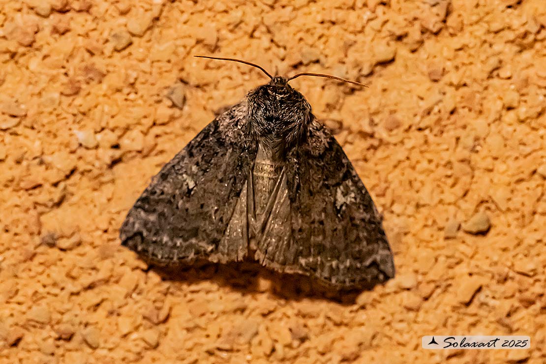Mamestra brassicae : Cabbage moth 