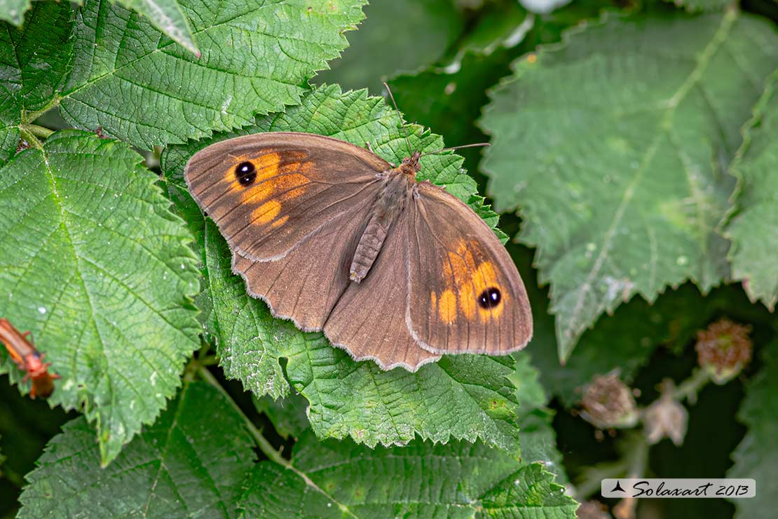 Maniola jurtina: Iurtina o Maniola comune; Meadow brown