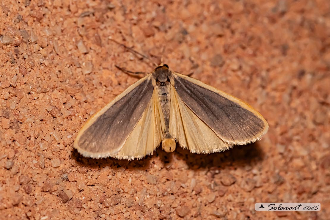 Manulea lurideola