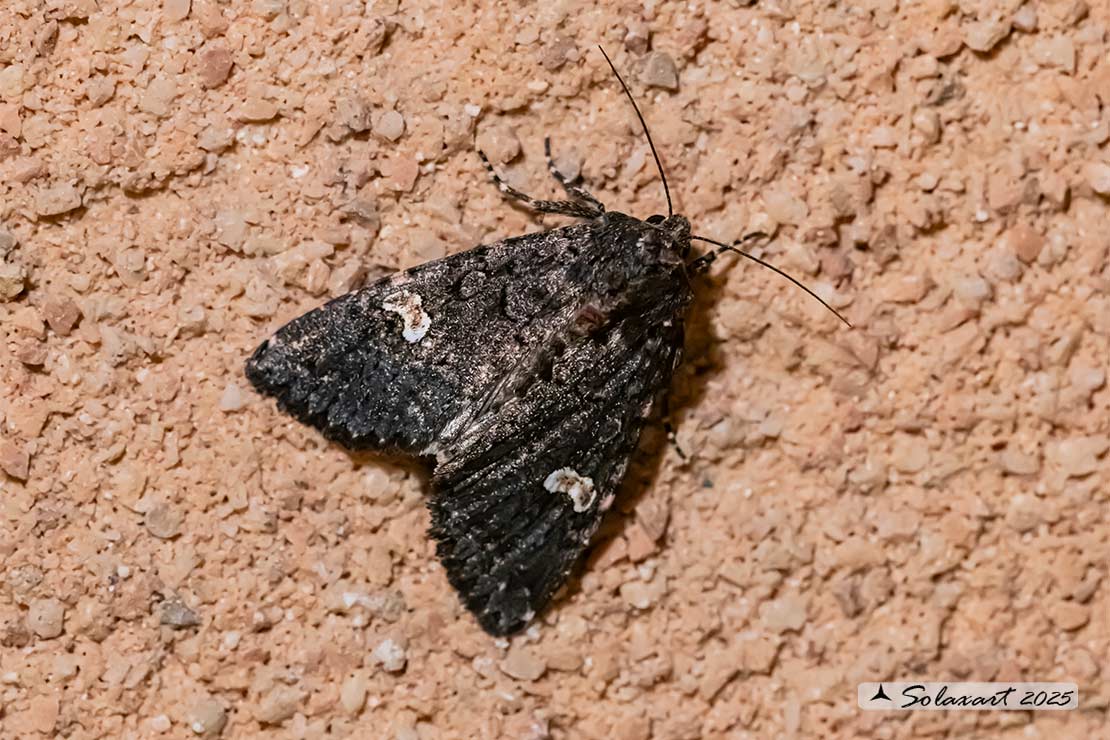 Melanchra persicariae: Dot moth 