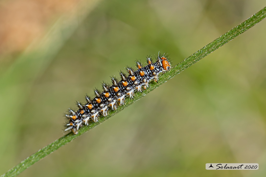Melitaea didyma - Didima (bruco) - Spotted Fritillary or Red-band Fritillary (caterpillar)