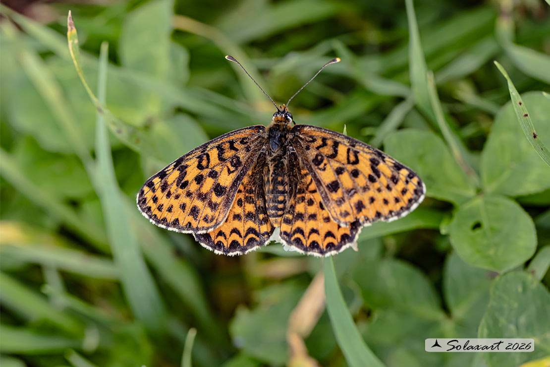 Melitaea didyma - Didima (femmina) - Spotted Fritillary or Red-band Fritillary (female)