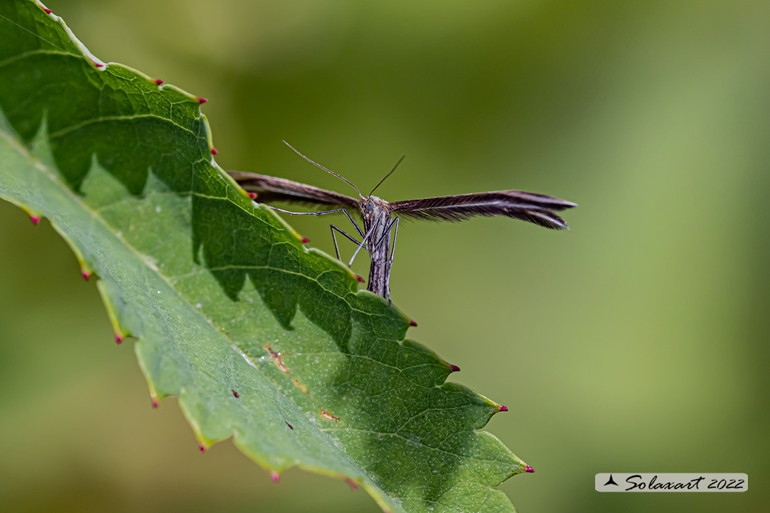 Merrifieldia leucodactyla