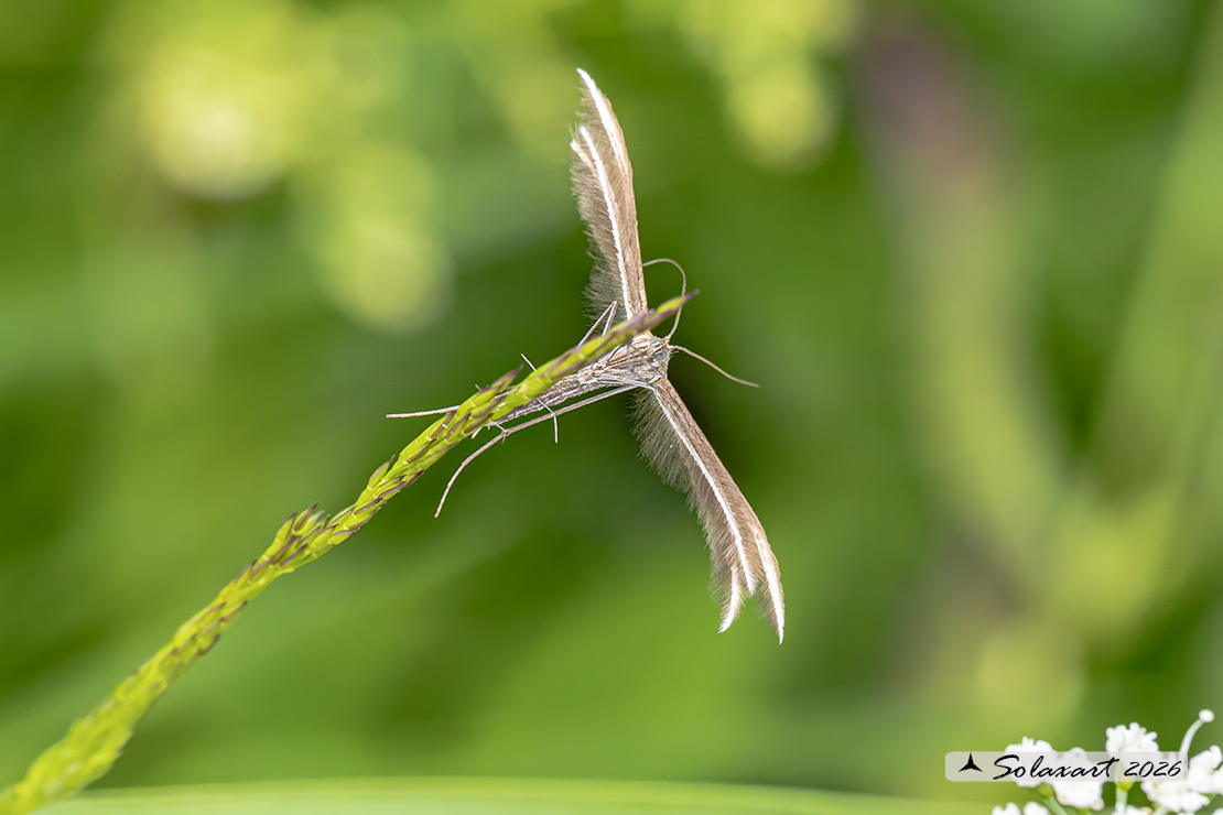 Merrifieldia malacodactylus