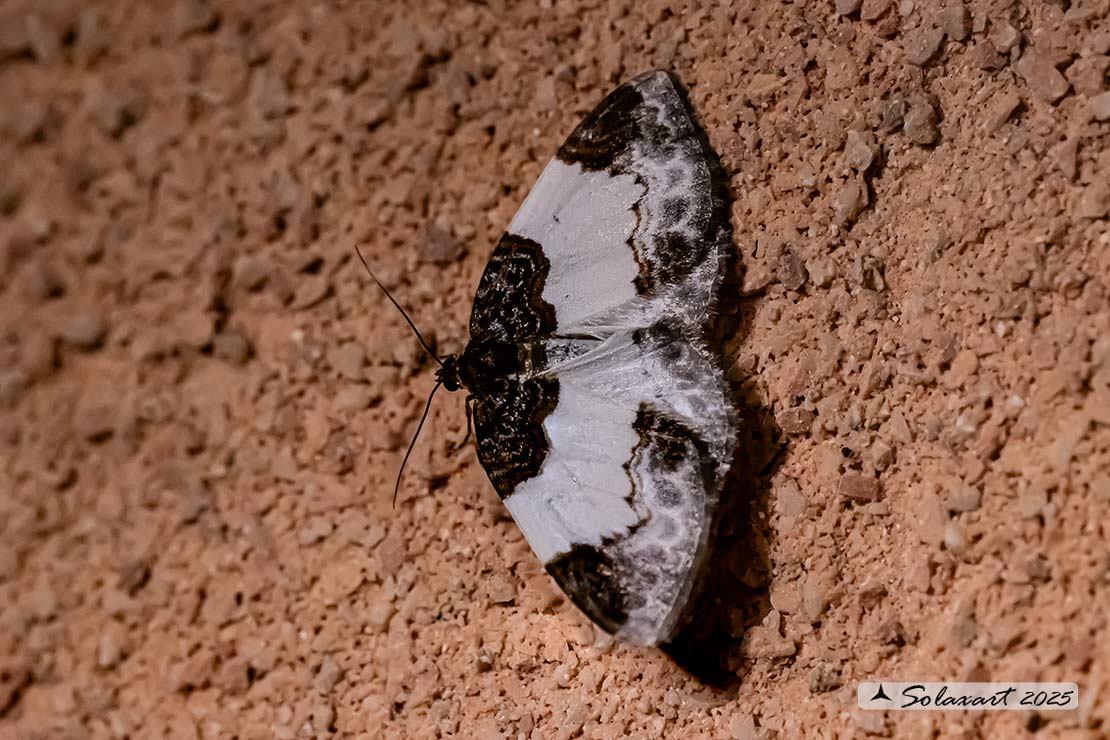 Mesoleuca albicillata