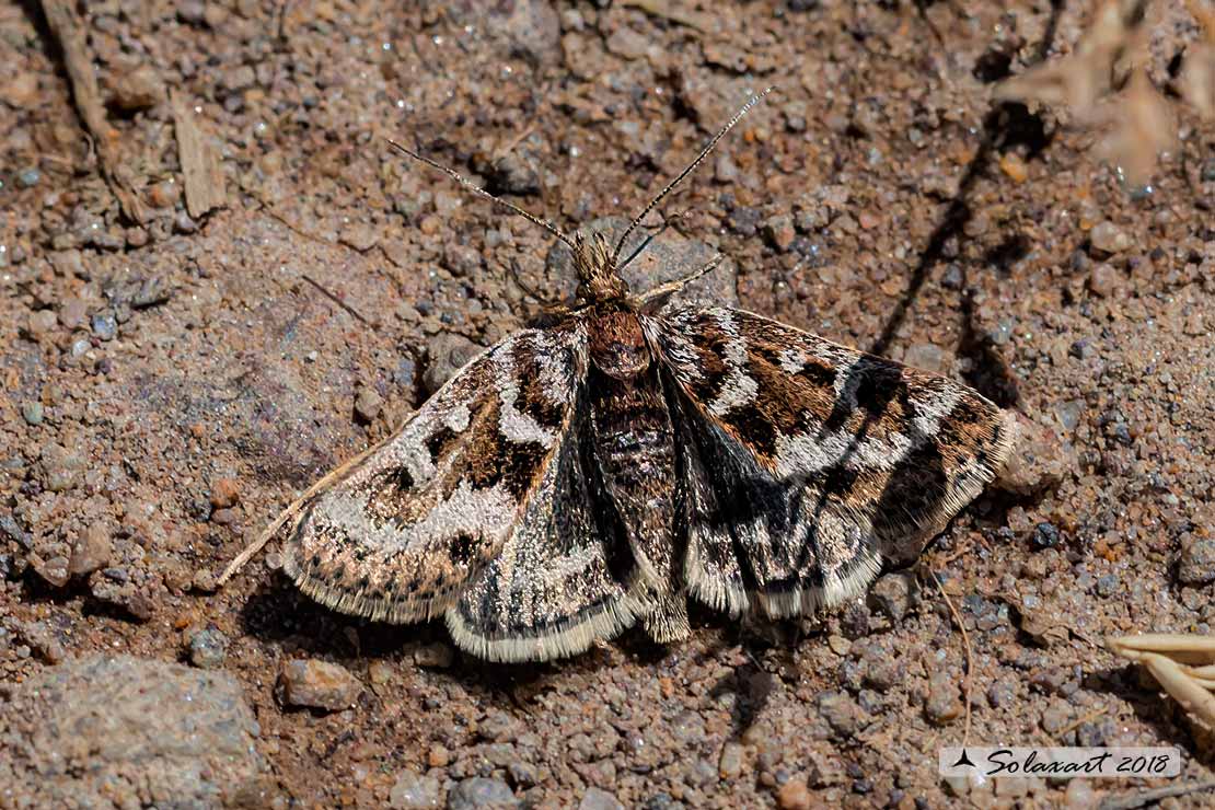 Pyrausta aurata; Mint moth