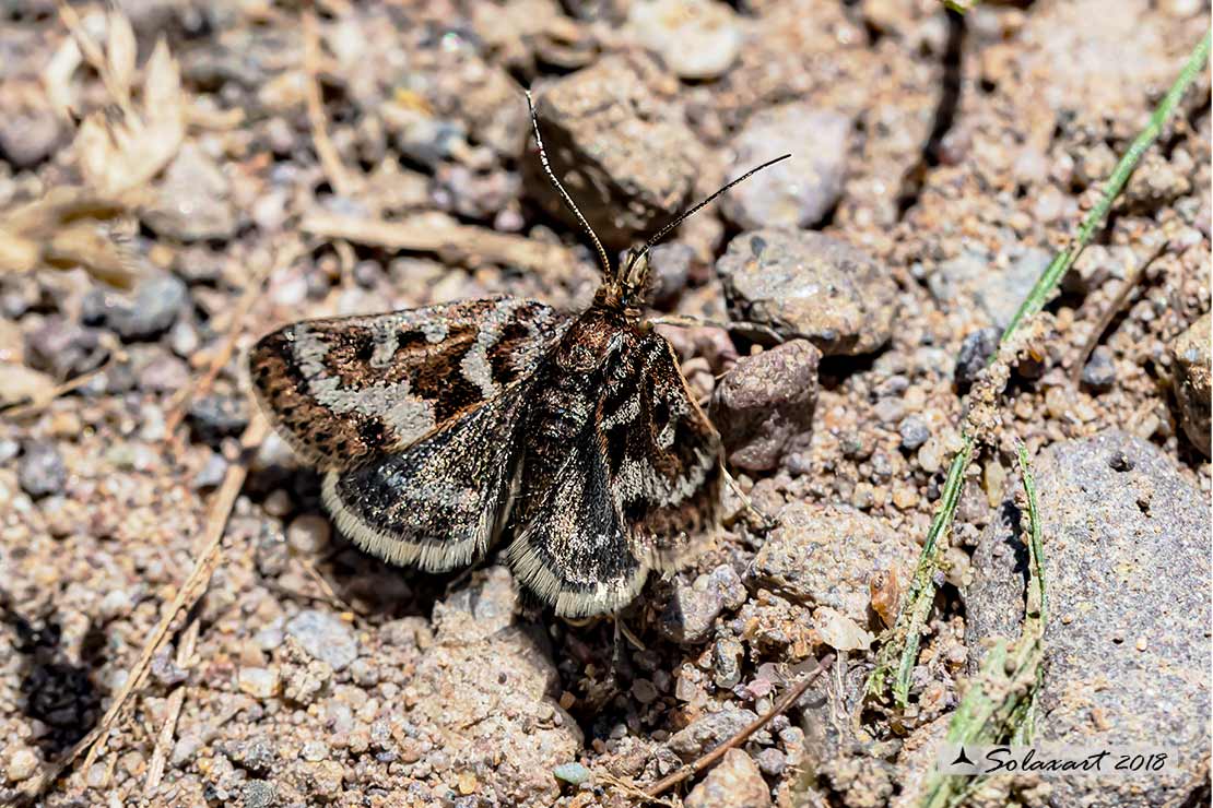 Pyrausta aurata; Mint moth