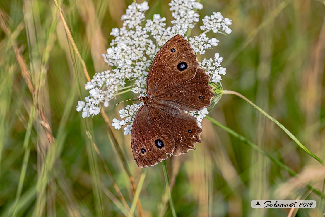 femmina di Minois dryas