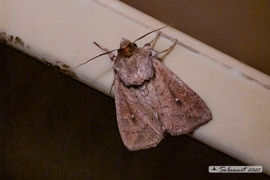 Mythimna albipuncta: White-point 