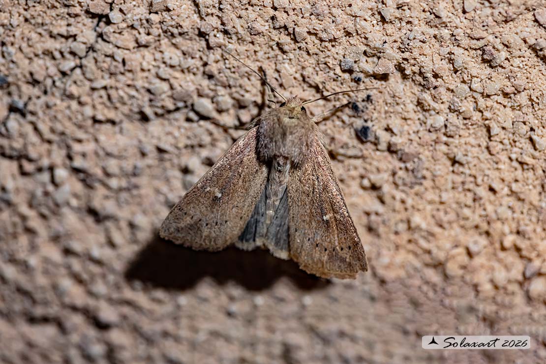 Mythimna ferrago: Clay 