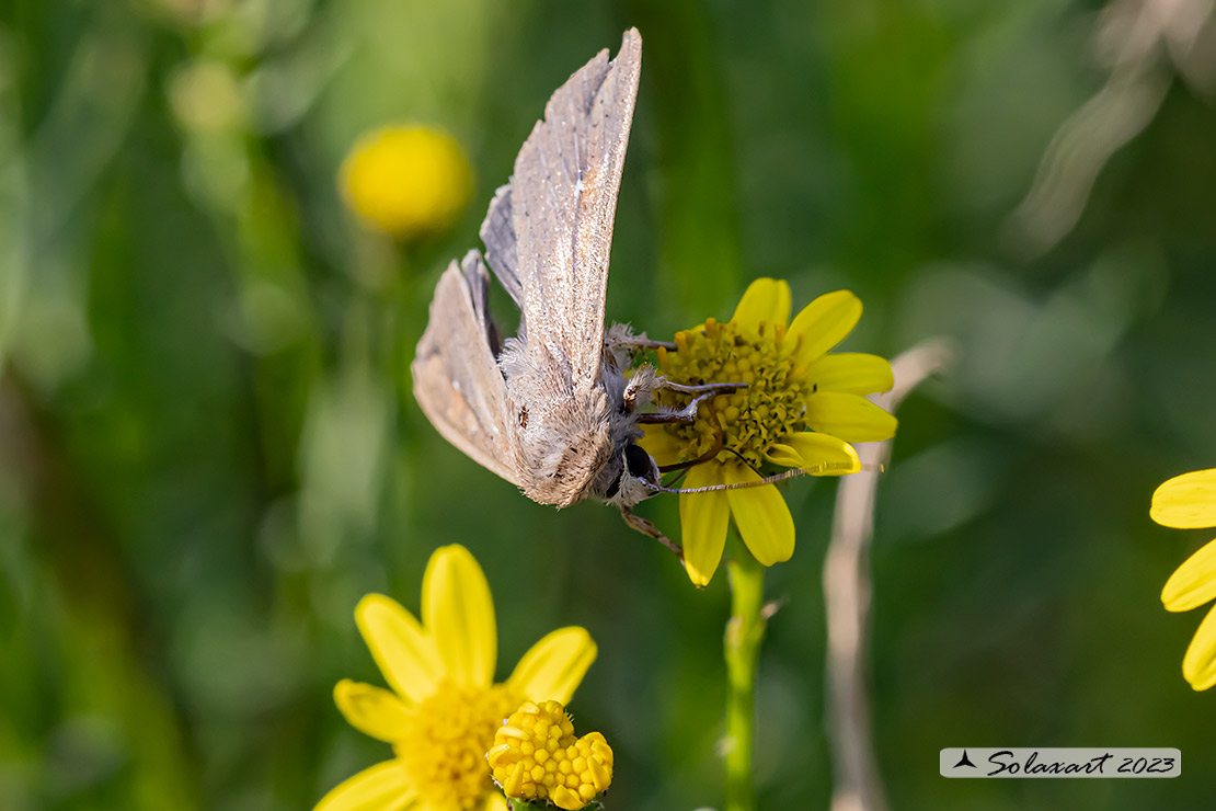 Mythimna unipuncta: White-speck moth; Nottua delle Graminacee 