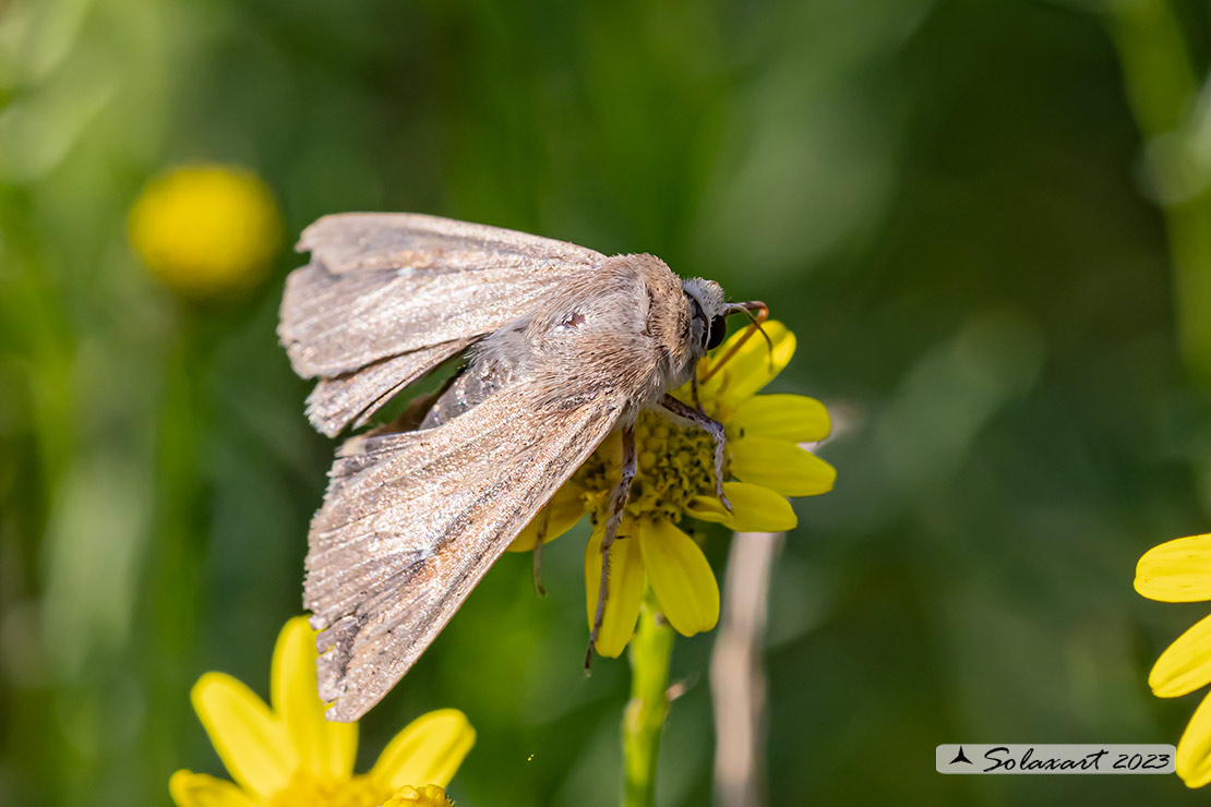 Mythimna unipuncta: White-speck moth; Nottua delle Graminacee 