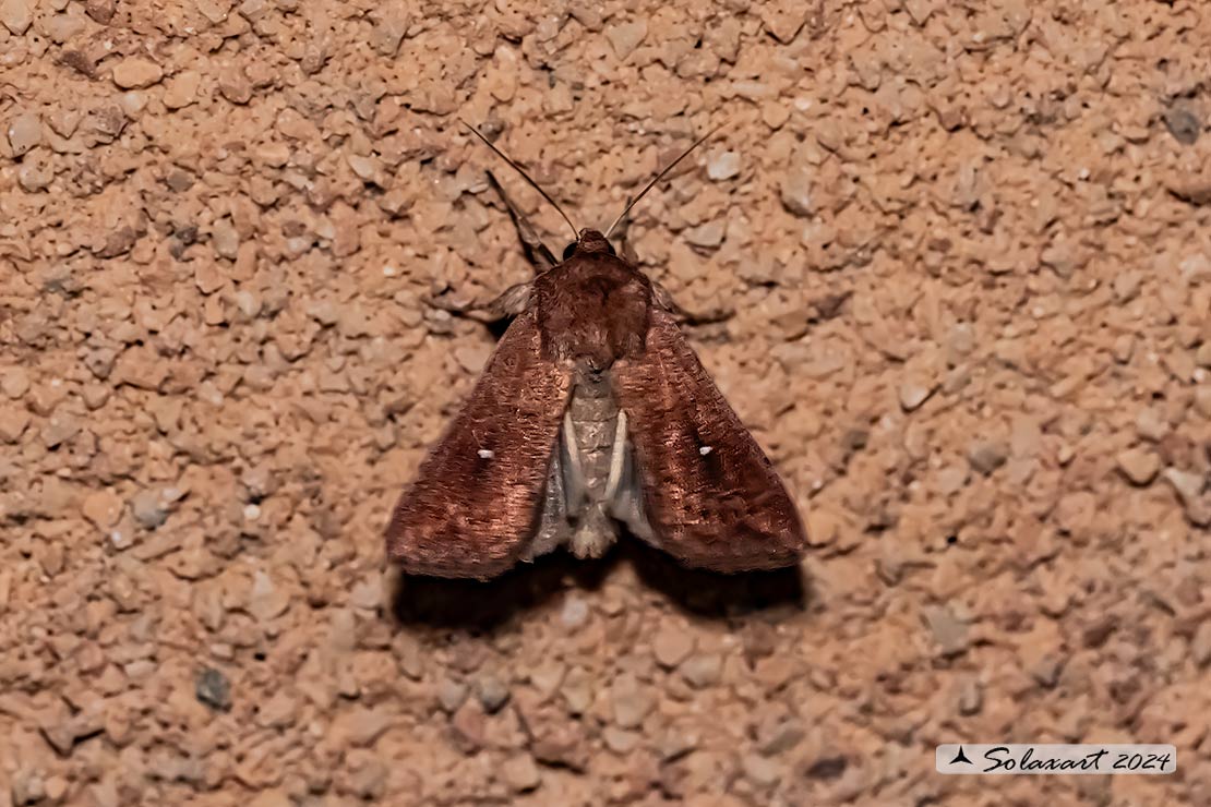 Mythimna unipuncta: White-speck moth; Nottua delle Graminacee 