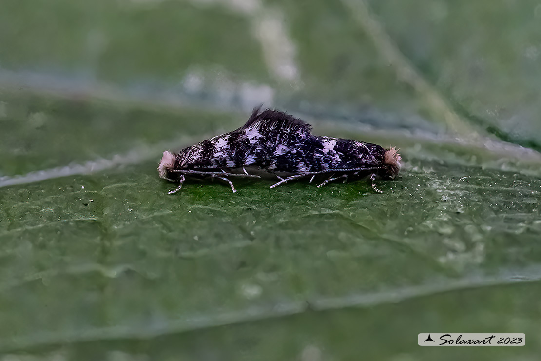 Pyrausta aurata; Mint moth