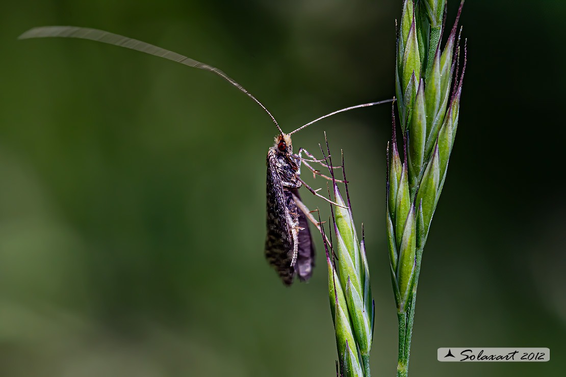 Nematopogon robertella