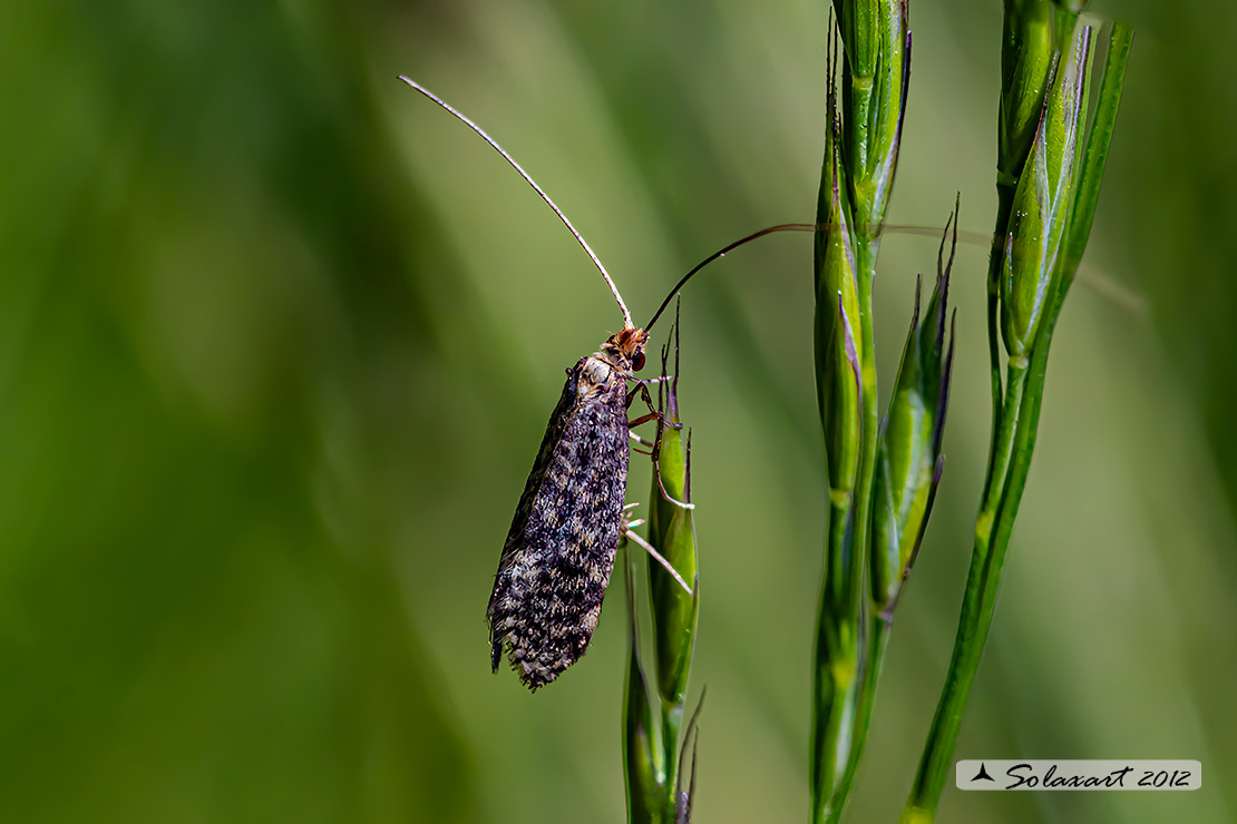 Nematopogon robertella