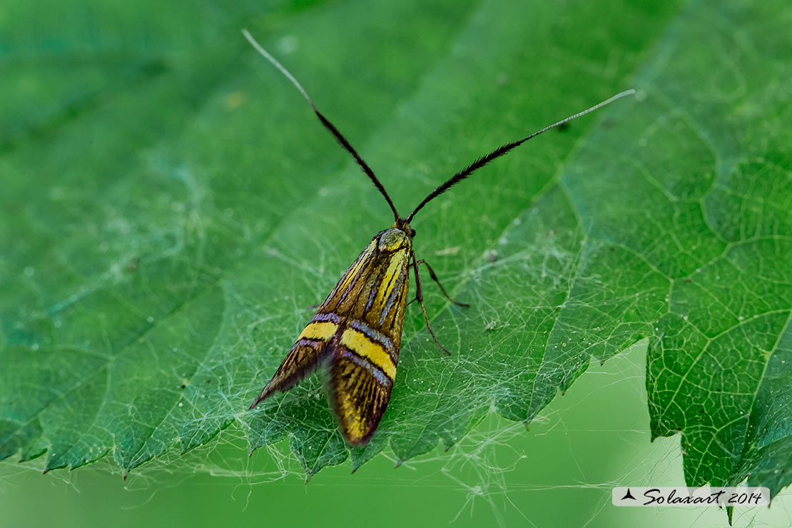 Ordine: Lepidotteri;  Famiglia: Adelidae, Specie: Nemophora Degeerella