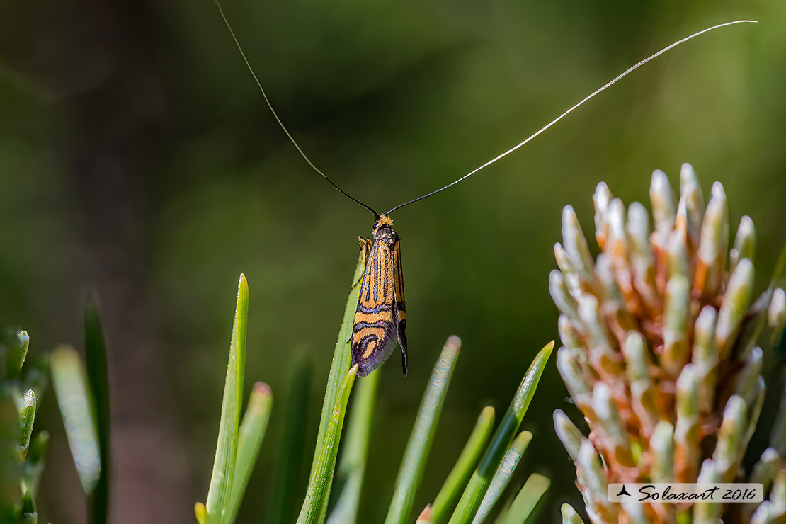 Nemophora ochsenheimerella