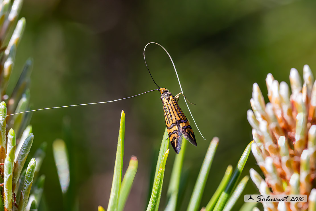 Nemophora ochsenheimerella