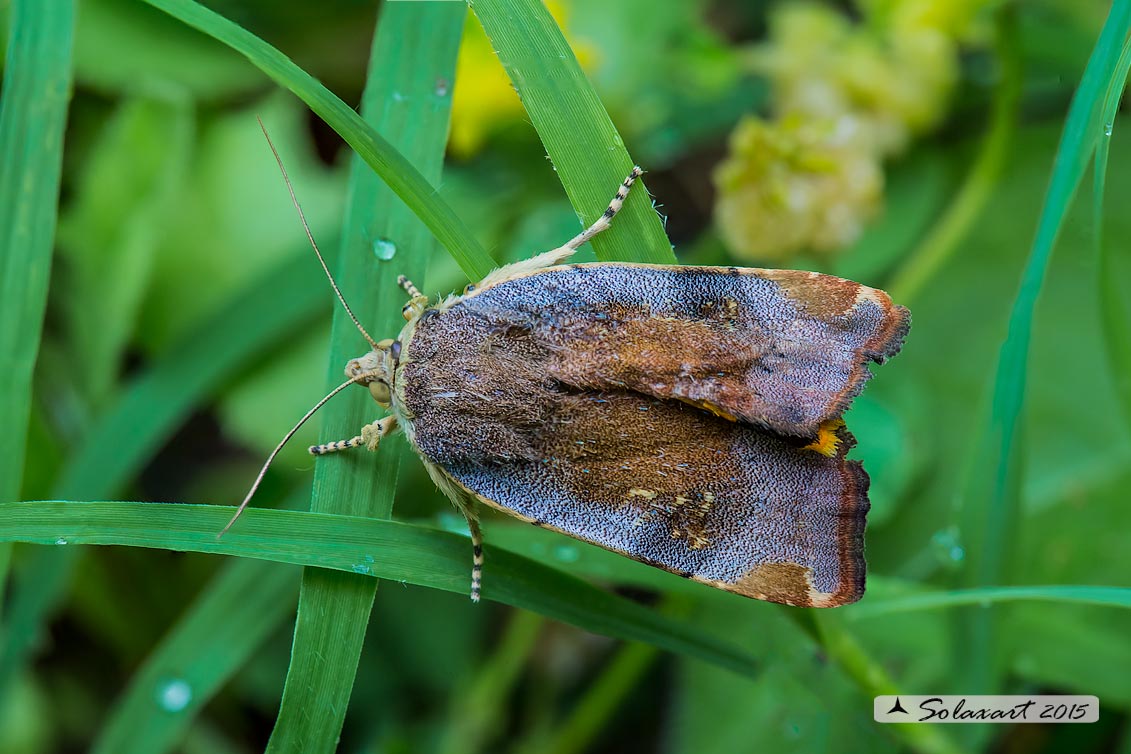 Noctua janthina : Langmaid's yellow underwing 