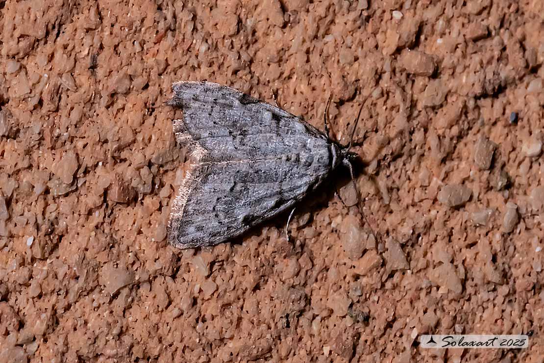 Nola confusalis: Least black arches 