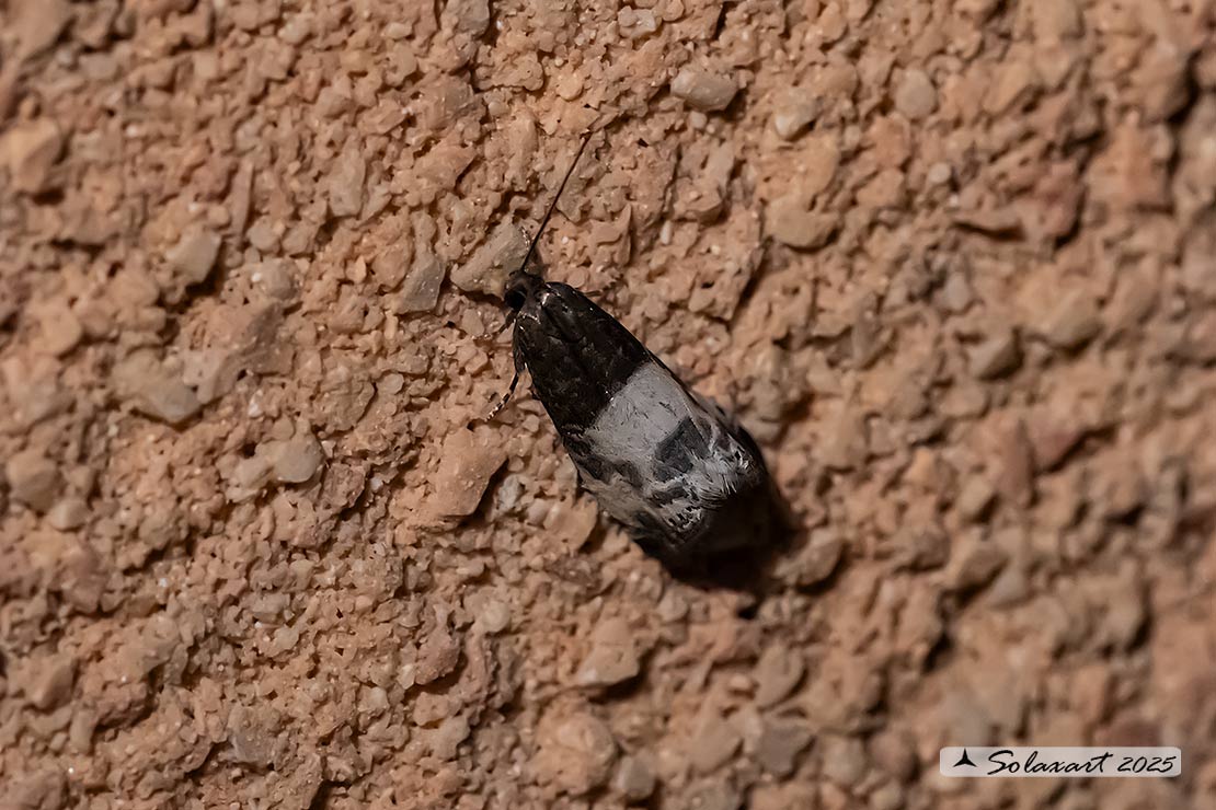 Notocelia cynosbatella