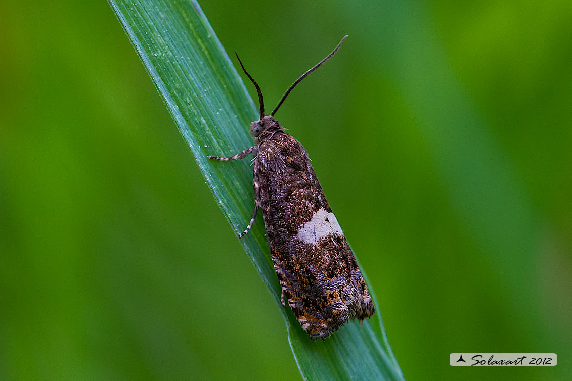 Notocelia tetragonana: Square-spot Bell