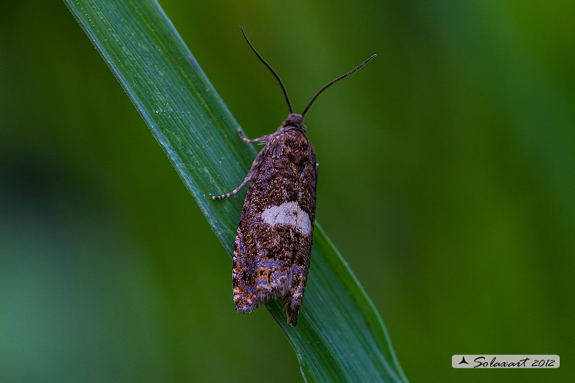 Notocelia tetragonana: Square-spot Bell