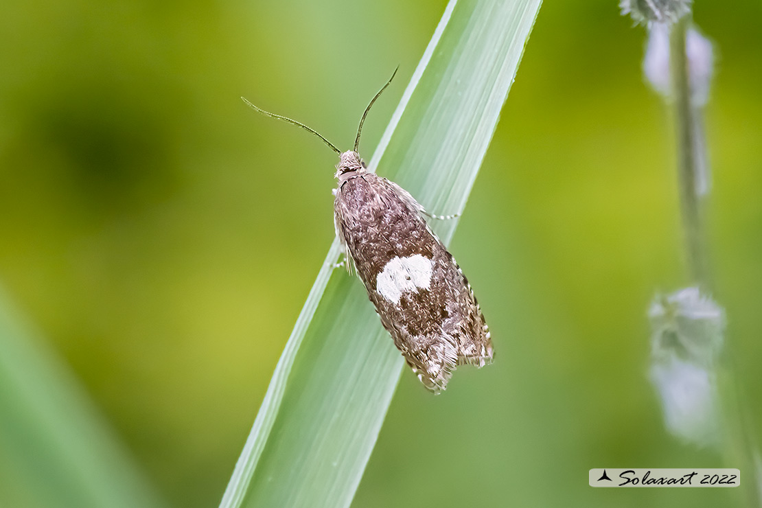 Notocelia tetragonana: Square-spot Bell