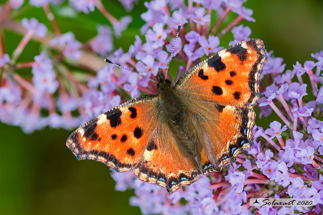 Nymphalis polychloros - Vanessa multicolore - Large tortoiseshell