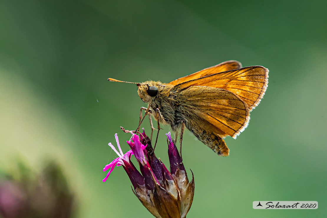 Ochlodes silvanus - Silvano - Large Skipper