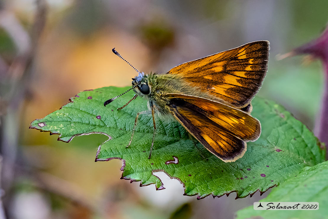 Ochlodes silvanus - Silvano - Large Skipper