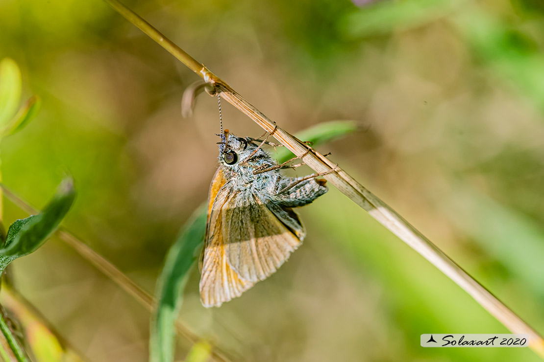 Ochlodes silvanus - Silvano - Large Skipper