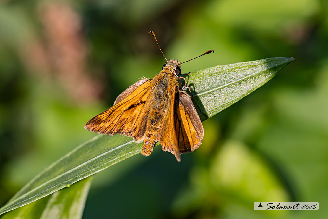 Ochlodes silvanus - Silvano - Large Skipper