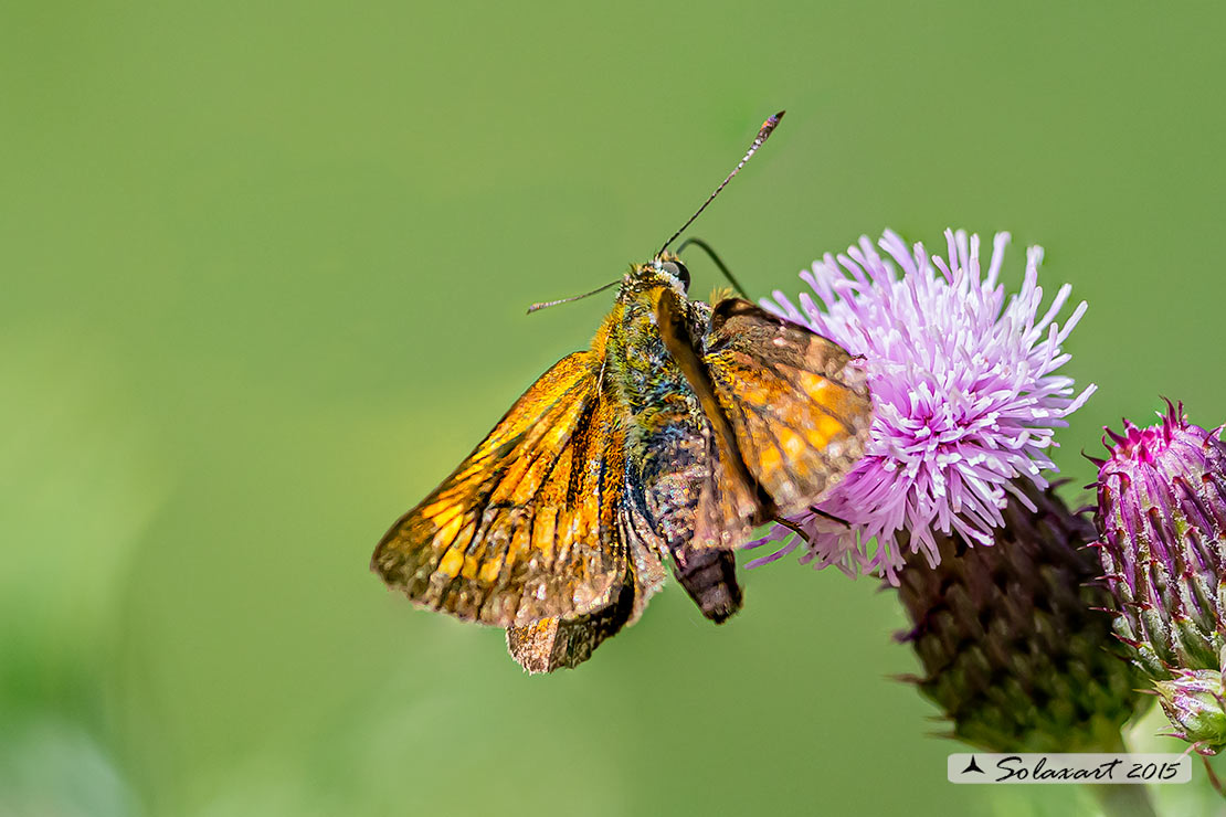 Ochlodes silvanus - Silvano - Large Skipper