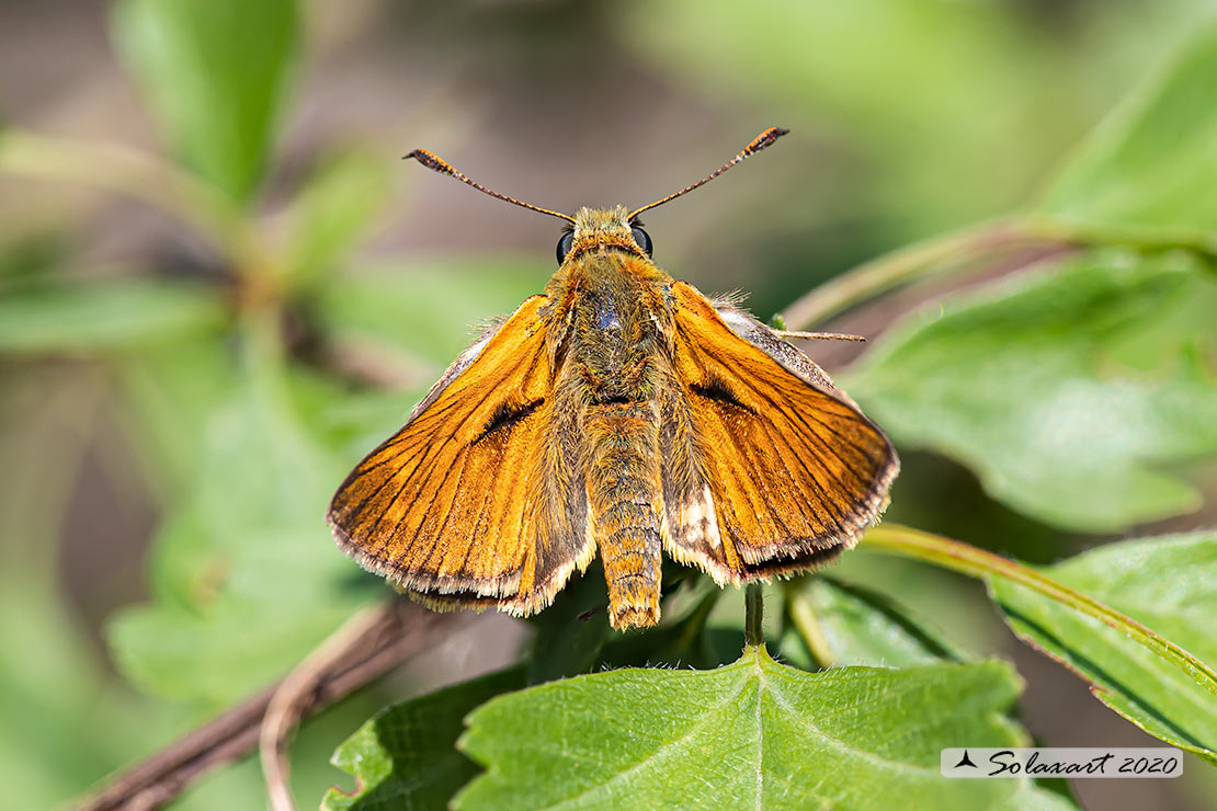 Ochlodes silvanus - Silvano - Large Skipper