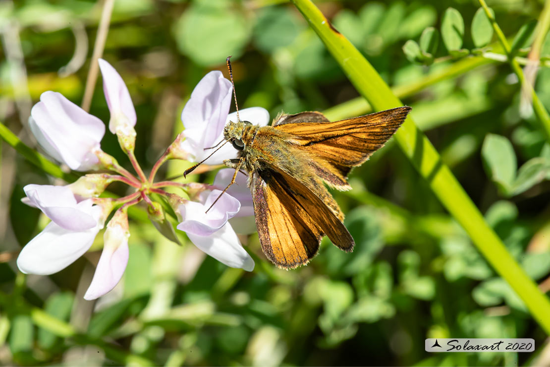 Ochlodes silvanus - Silvano - Large Skipper