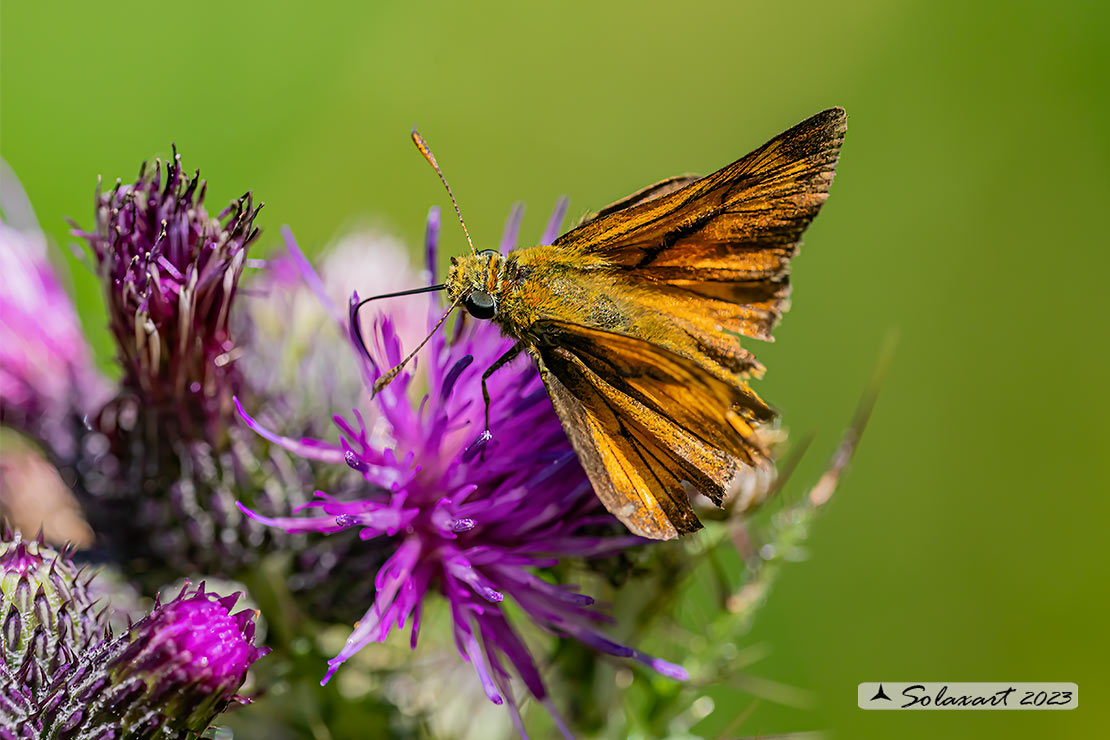 Ochlodes silvanus - Silvano - Large Skipper