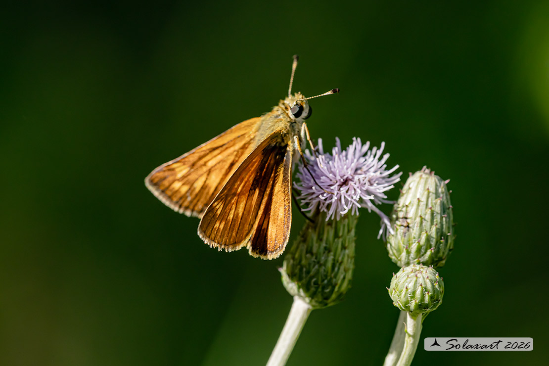 Ochlodes silvanus - Silvano - Large Skipper
